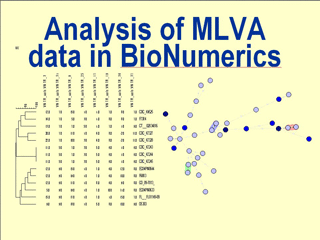 Download MLVA Analysis in BioNumerics PDF
